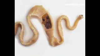 Tapeworms in Dogs [upl. by Cheshire]