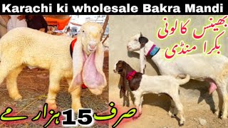 Bhains Colony Bakra Mandi Latest Update  Bhains Colony Mandi  Bakra Mandi 2024 [upl. by Ydeh283]