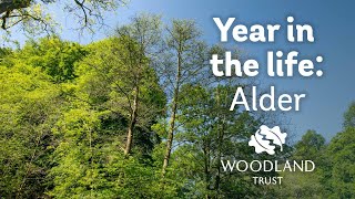 A Year in the Life of an Alder Tree  Woodland Trust [upl. by Ysirhc565]