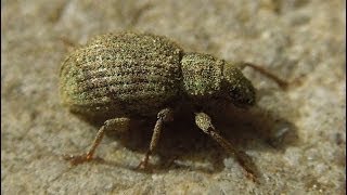 Sciaphilus asperatus  Weevil  Rüsselkäfer [upl. by Sawtelle]