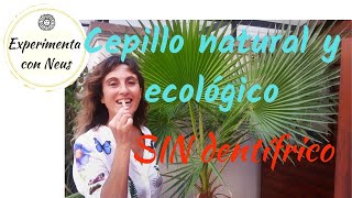 Dentífrico Miswak natural y ecológico Dientes limpios sin dentífrico [upl. by Bobbette39]