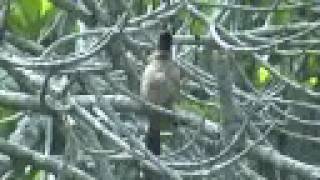 RedWhiskered Bulbul bird singing  calling sound [upl. by Ataynik]