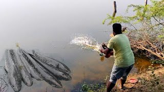 Amazing fishing murrel big murrel fish catching 🎣🎣🎣🐸🐸🐸 [upl. by Qooraf]