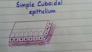 Simple cuboidal epithelium histo diagram made easy [upl. by Laughlin]