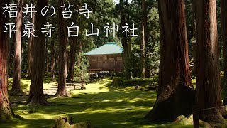 【福井の苔寺】平泉寺 白山神社の散策  【Moss Temple】Walking Around Heisenji Hakusan Shrine（Fukui Japan） [upl. by Trow]