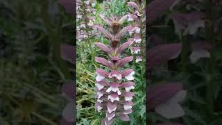 Acanthus Spinosus plant [upl. by Celin]