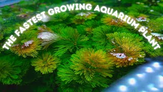 Limnophila Sessiliflora Ambulia the FASTEST growing Aquarium Plant and Ill prove it [upl. by Hillegass80]