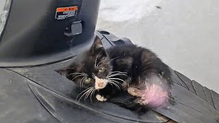 The poor kitten with an injured hind leg unable to walk can only sit still and wait for death [upl. by Nilhtac]