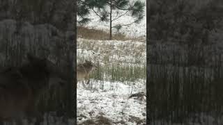 COYOTE vs GOLDEN EAGLE The Battle Over Deer Carcass [upl. by Norm]