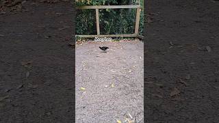 Common Moorhen Dublin Zoo Ireland shorts youtubeshorts zoo birds birdslover moorhen bird [upl. by Rovelli]