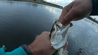 The Speckled Trout bite is ON Pamlico River [upl. by Reinald]