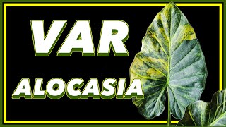 The Variegated ALOCASIA Guide [upl. by Atsiuqal]