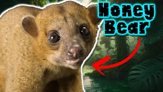 kinkajou The mysterious world of this mammal  documentary of animals [upl. by Rahel962]