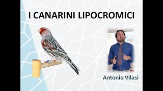 I CANARINI LIPOCROMICI [upl. by Paolina975]