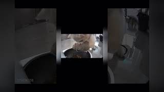 CAR LOSES CONTROL cat pets funny funnypets youtubeshorts funnyanimals funnycats catshorts [upl. by Iy525]