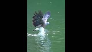 Whitebellied sea eagle shorts wildlife birds eagle birdsofprey nature viralvideo ytshorts [upl. by Sairu221]