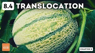 IGCSE Biology  Translocation 84 [upl. by Pinzler841]