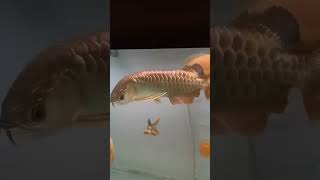 Golden Crossback arowana [upl. by Palestine]