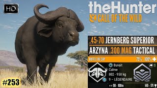 THEHUNTER COTW 253 UNE CHASSE AUX BUFFLES DU CAP SUR VURHONGA SAVANNA EN AFRIQUE 2024 [upl. by Canfield950]