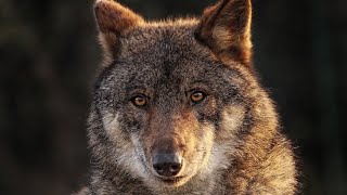 The 20 Best Male amp Female Names for Wolves with Meanings 🐺🌟 [upl. by Alston831]