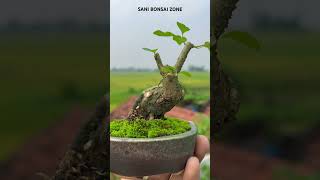 Gmelina philippensis Bonsai  Bonsai Tree  Sani Bonsai Zone music [upl. by Rebane915]