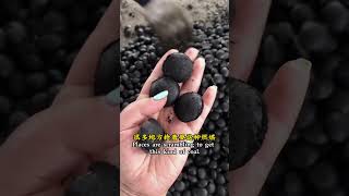 Cheap pulverized coal to do briquettes busy every day [upl. by Brander175]