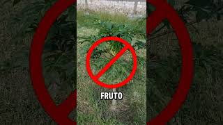 Cómo saber si tu papaya dará frutos 🤯 naturaleza [upl. by Lessur]