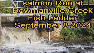 Salmon Run at Bowmanville Creek Fish Ladder September 8 2024 [upl. by Anayad]