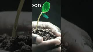 planting calendar planting seedlings organic Gardening [upl. by Arik]