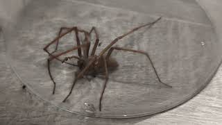 no talking cellar spider house angle spider Tegenaria domestica cleaning its leg [upl. by Lavoie]