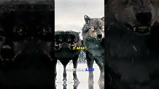 Unstoppable Super Pack Wolves in Russia  Joe Rogan [upl. by Jacoby]