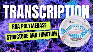 The Secrets of Bacterial RNA Polymerase Structure Function and Key Subunits Explained Examtube [upl. by Nasya112]