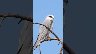 Black Shouldered winged Kite דאה שחורת כתף [upl. by Edea]