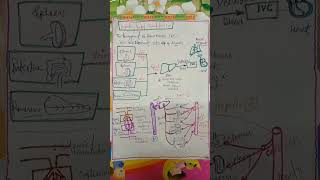 Hepatic portal Circulation [upl. by Rosalinda]