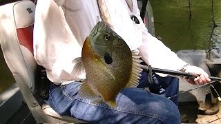 Fast Bream amp Catfish action Fishing the River [upl. by Seyer683]