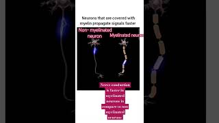 MYELINATED NEURONS VS NON MYELINATED NEURONS viral shorts nervoussystem neuroscience [upl. by Yann684]