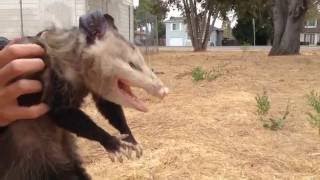 Wild Opossum Playing Dead Fremont California [upl. by Nylesor]