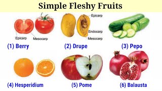 Simple Fleshy Fruits And Its Types Lecture 18 In HindiUrdu [upl. by Nylla207]