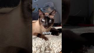 My Siamese Cat’s Way of Greeting Me 🥲 [upl. by Nailuj]