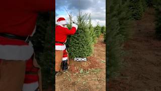 How Christmas trees are grown and prepared shorts [upl. by Normie180]