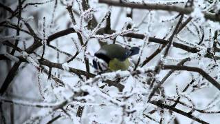 Kék cinege napraforgómagot bont  Blue Tit feeding a sunflower seed Budapest 20110101 [upl. by Kreit]