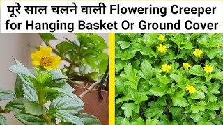 Wedelia Trilobata Creeping Daisy Flowering Plant Care In Pot  In Hindi 🍀🌿🌺 [upl. by Jeffrey]