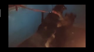 Rottweiler vs German shepherd fight [upl. by Brouwer]