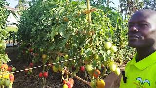 TOMATO GROWING PELE F1 for wealth creation THE JINJA AGRICULTURAL SHOW 2023 [upl. by Curkell]