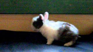 Baby Lionhead Rabbit 3 Weeks Old bred by wwwlittlesealopscouk [upl. by William]