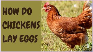 How Do Chickens Lay Eggs [upl. by Agem]