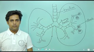 CHAPTER14 BREATHING AND EXCHANGE OF GASES  PART1 11TH BIOLOGY FOR NEET [upl. by Mot908]