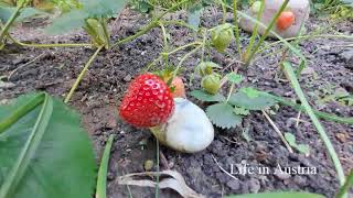 Leckere Erdbeeren 🍓 in mini garten [upl. by Anaoj]