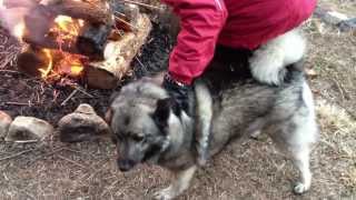 Shadows Weekend Getaway  The best time of year for our Norwegian Elkhound [upl. by Spike]