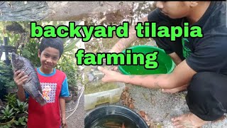 BACKYARD TILAPIA FARMING USING TRAPAL FISHPOND [upl. by Surad]